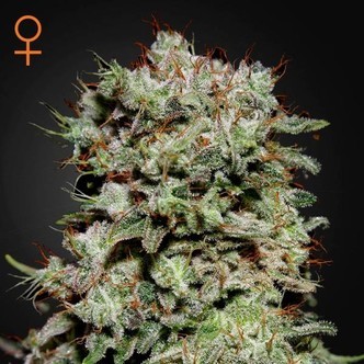 Kalashnikova (Greenhouse Seeds) feminisoidut kannabiksen siemenet