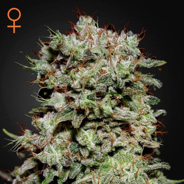 Kalashnikova (Greenhouse Seeds) Feminisoidut