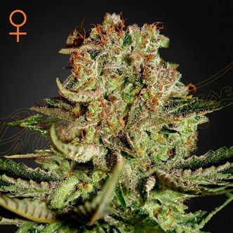 Super Critical (Greenhouse Seeds) feminisoidut kannabiksen siemenet