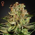 Super Critical (Greenhouse Seeds) Feminisoidut