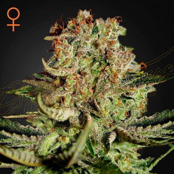 Super Critical (Greenhouse Seeds) Feminisoidut