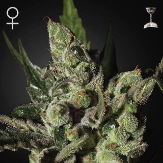 Exodus Cheese (Greenhouse Seeds) feminisoidut