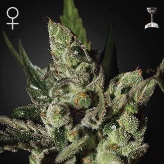 Exodus Cheese (Greenhouse Seeds) Feminisoidut