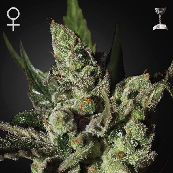 Exodus Cheese (Greenhouse Seeds) Feminisoidut