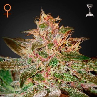 Pure Kush (Greenhouse Seeds) Feminisoidut