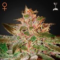Pure Kush (Greenhouse Seeds) Feminisoidut