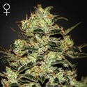 Moby Dick (Greenhouse Seeds) Feminisoidut
