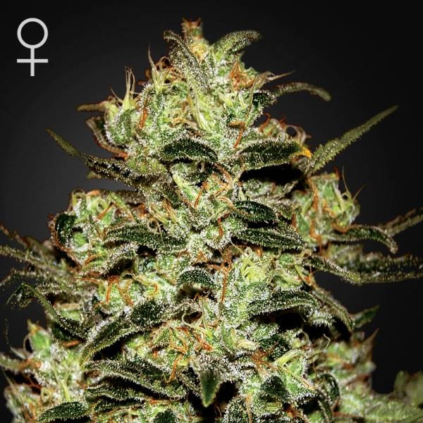 Moby Dick (Greenhouse Seeds) Feminisoidut