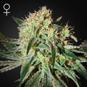 Damn Sour (Greenhouse Seeds) Feminisoidut