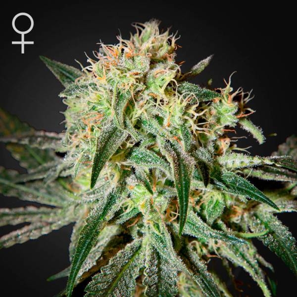 Damn Sour (Greenhouse Seeds) Feminisoidut