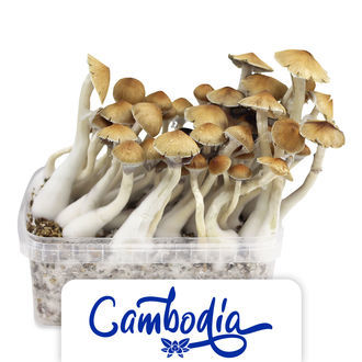 Zamnesia Classic Grow Kit &lsquo;Kambodža&rsquo;