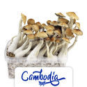 Zamnesia Classic Grow Kit ‘Kambodža’