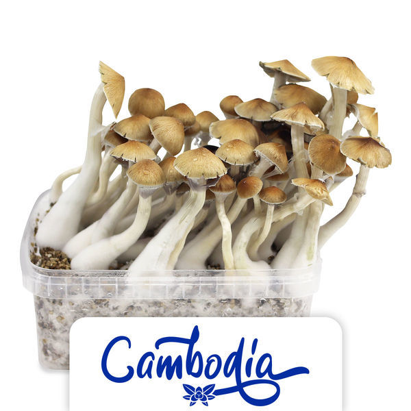 Zamnesia Classic Grow Kit ‘Kambodža’