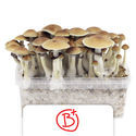 Zamnesia Classic Grow Kit 'B+'