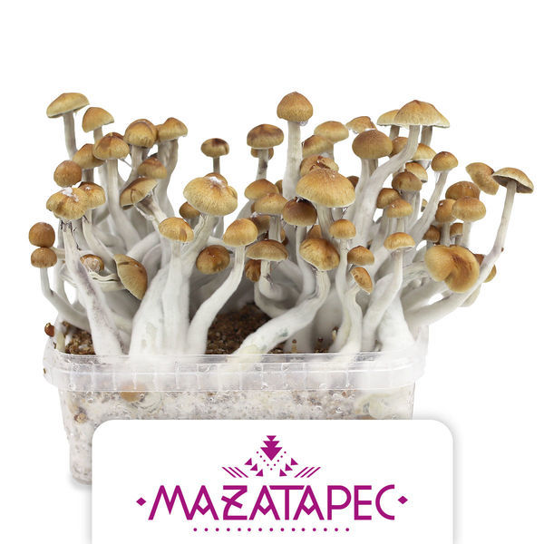 Zamnesia Classic Grow Kit 'Mazatapec'