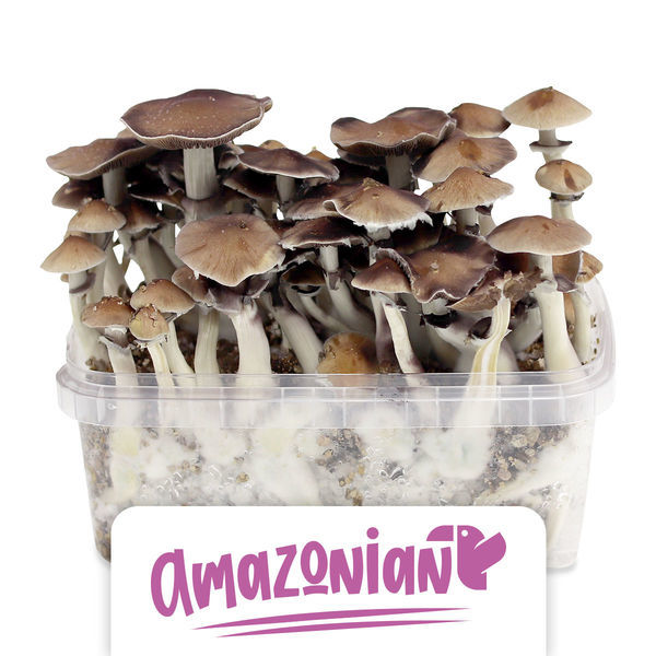 Zamnesia Classic Grow Kit "PES Amazonian"