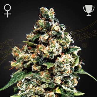 Jack Herer (Greenhouse Seeds) Feminisoidut