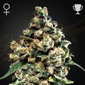Jack Herer (Greenhouse Seeds) Feminisoidut