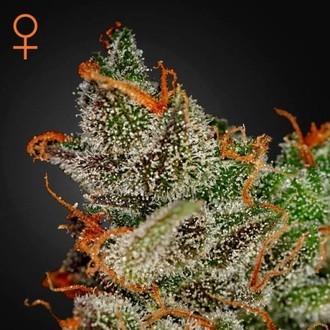 King's Kush (Greenhouse Seeds) Feminisoidut