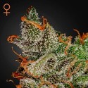 King's Kush (Greenhouse Seeds) Feminisoidut