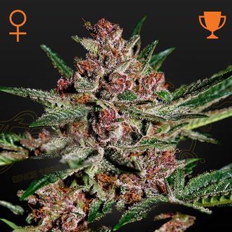 Bubba Kush (Greenhouse Seeds) feminisoidut kannabiksen siemenet