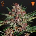 Bubba Kush (Greenhouse Seeds) Feminisoidut
