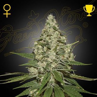 Super Lemon Haze (Greenhouse Seeds) Feminisoidut
