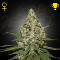 Super Lemon Haze (Greenhouse Seeds) Feminisoidut