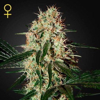 Arjan's Haze 3 (Greenhouse Seeds) feminisoidut