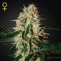 Arjan’s Haze 3 (Greenhouse Seeds) Feminisoidut