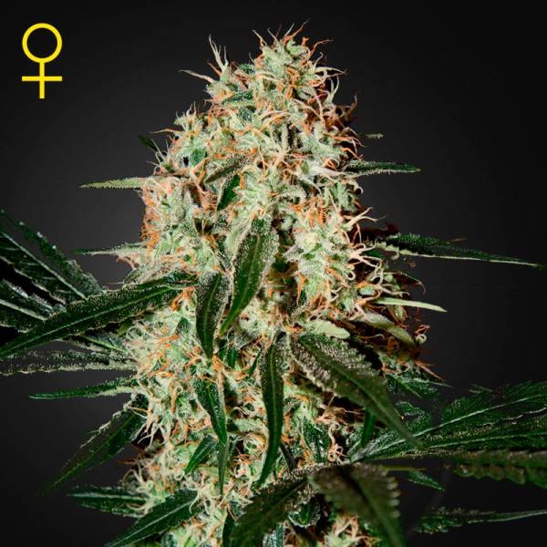 Arjan’s Haze 3 (Greenhouse Seeds) Feminisoidut