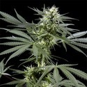 Arjan’s Haze 3 (Greenhouse Seeds) Feminisoidut