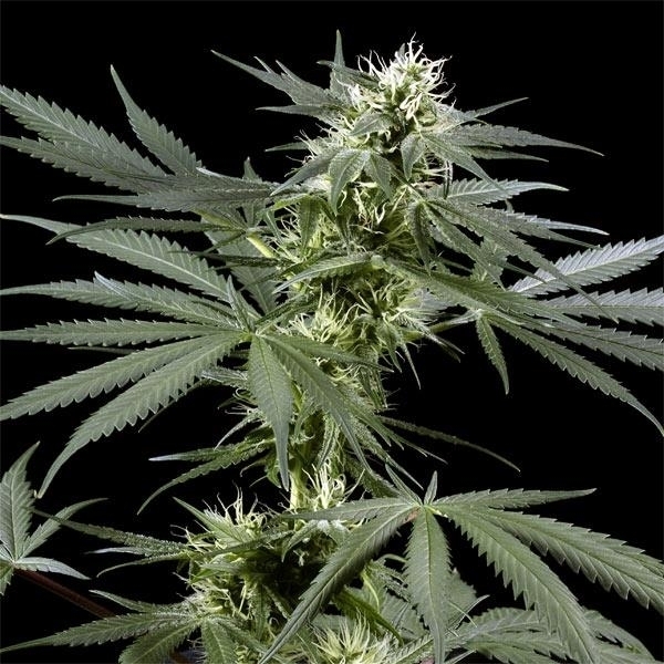 Arjan’s Haze 3 (Greenhouse Seeds) Feminisoidut