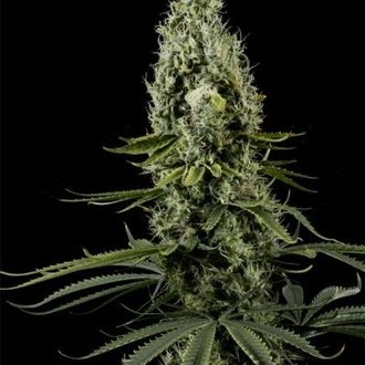 Arjan’s Haze 3 (Greenhouse Seeds) Feminisoidut