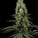 Arjan’s Haze 3 (Greenhouse Seeds) Feminisoidut