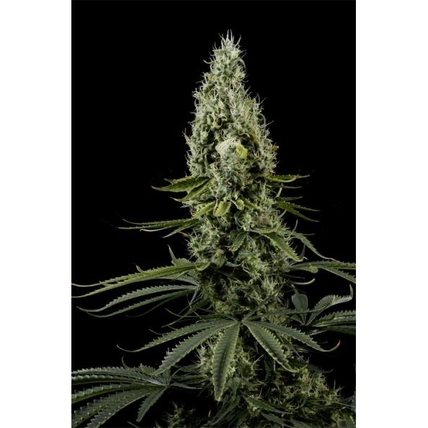Arjan’s Haze 3 (Greenhouse Seeds) Feminisoidut