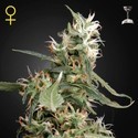 Arjan's Ultra Haze 1 (Greenhouse Seeds) Feminisoidut