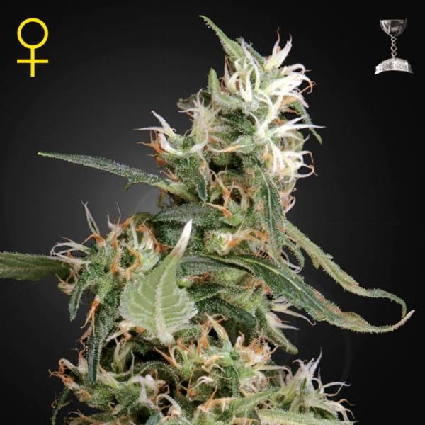 Arjan's Ultra Haze 1 (Greenhouse Seeds) Feminisoidut