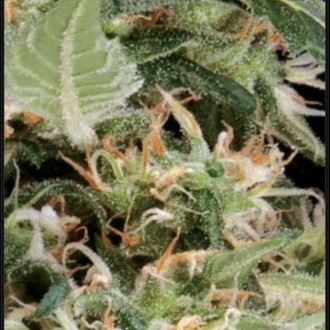 Arjan's Ultra Haze 1 (Greenhouse Seeds) Feminisoidut