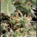 Arjan's Ultra Haze 1 (Greenhouse Seeds) Feminisoidut