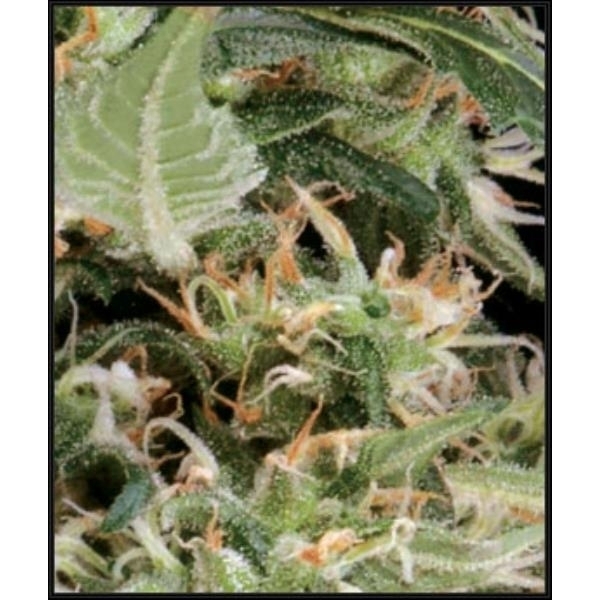 Arjan's Ultra Haze 1 (Greenhouse Seeds) Feminisoidut