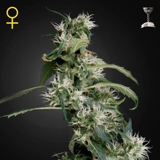 Mango Haze (Greenhouse Seeds) Feminisoidut