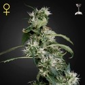 Mango Haze (Greenhouse Seeds) Feminisoidut