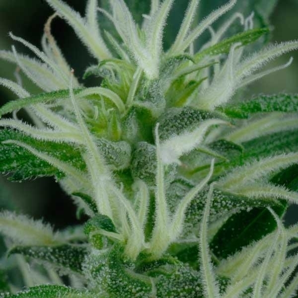 Mango Haze (Greenhouse Seeds) Feminisoidut