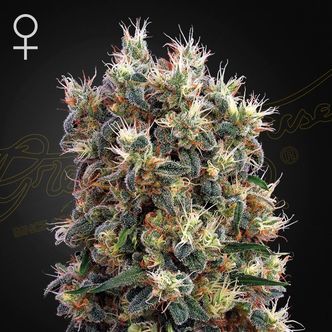 The Church (Greenhouse Seeds) feminisoidut