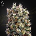 The Church (Greenhouse Seeds) Feminisoidut