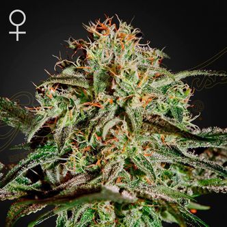 A.M.S. (Greenhouse Seeds) feminisoitu