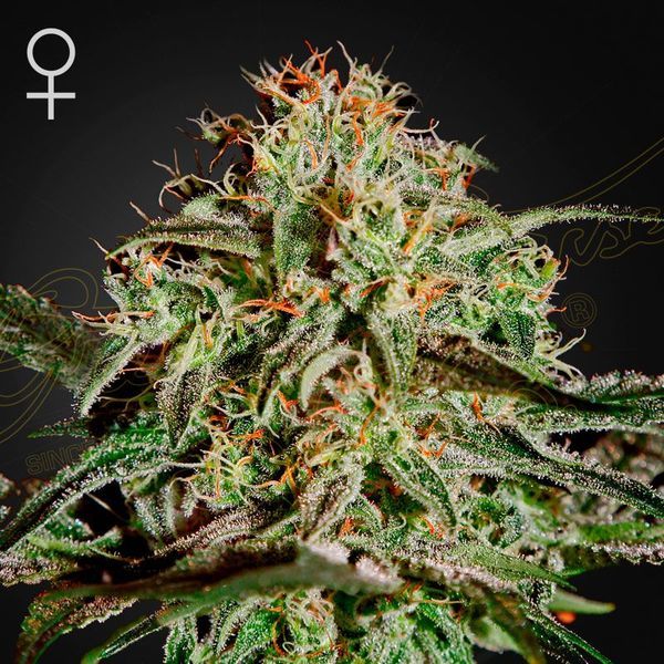 A.M.S. (Greenhouse Seeds) Feminisoidut