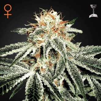 White Widow (Greenhouse Seeds) Feminisoidut