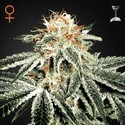 White Widow (Greenhouse Seeds) Feminisoidut